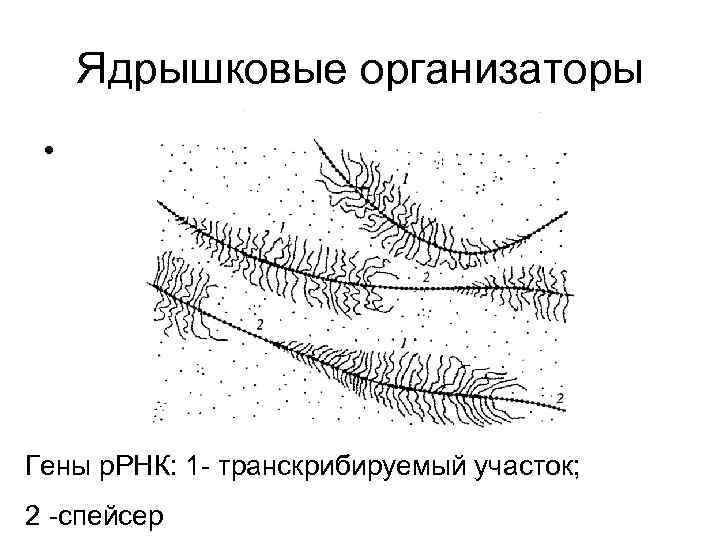 Ядрышковые организаторы • В них находятся гены р. РНК Гены р. РНК: 1 -