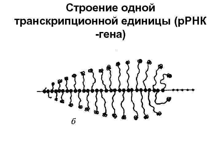 Строение одной транскрипционной единицы (р. РНК -гена) 