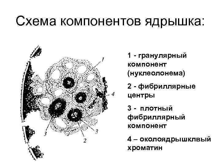 Схема компонентов ядрышка: 1 - гранулярный компонент (нуклеолонема) 2 - фибриллярные центры 3 -