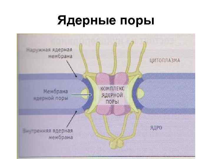 Ядерные поры 