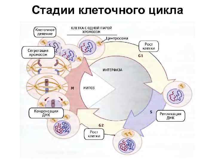 Стадии клеточного цикла 