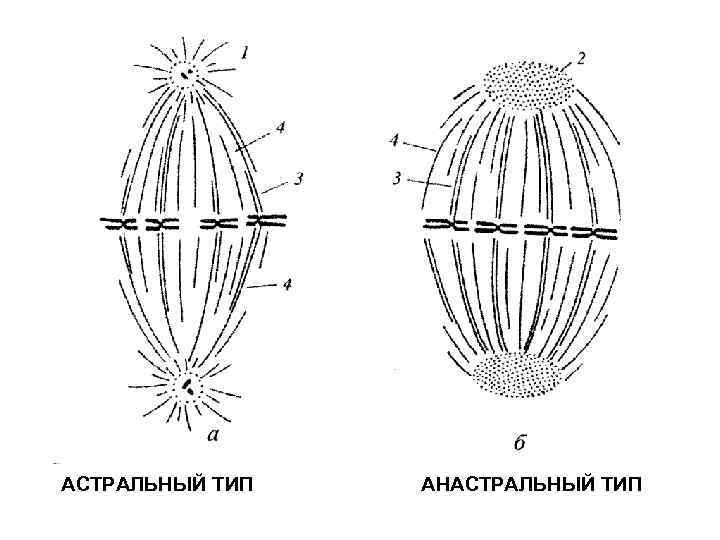 АСТРАЛЬНЫЙ ТИП АНАСТРАЛЬНЫЙ ТИП 