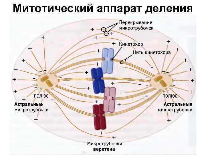 Митотический аппарат деления 