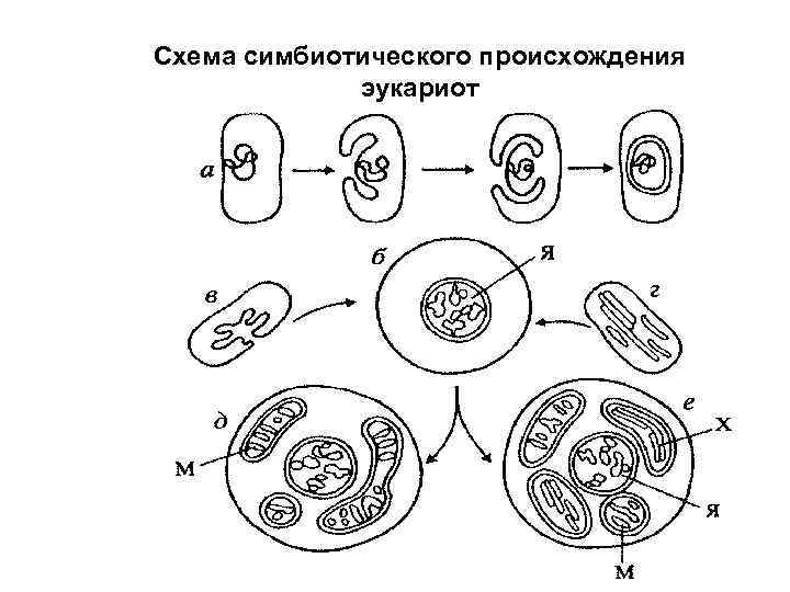 Схема симбиотического происхождения эукариот 