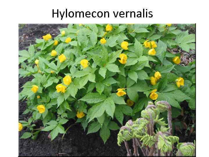 Hylomecon vernalis 