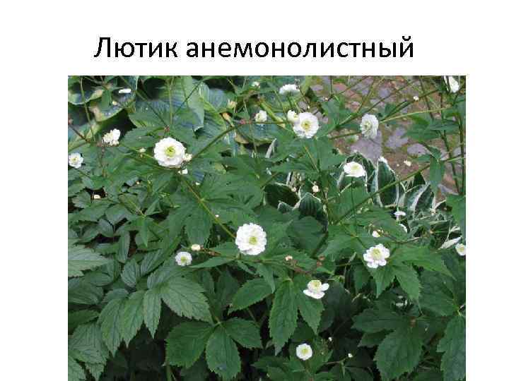 Лютик анемонолистный 