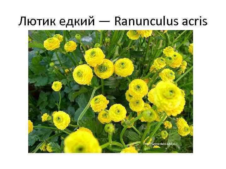 Лютик едкий — Ranunculus acris 