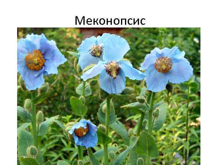 Меконопсис 