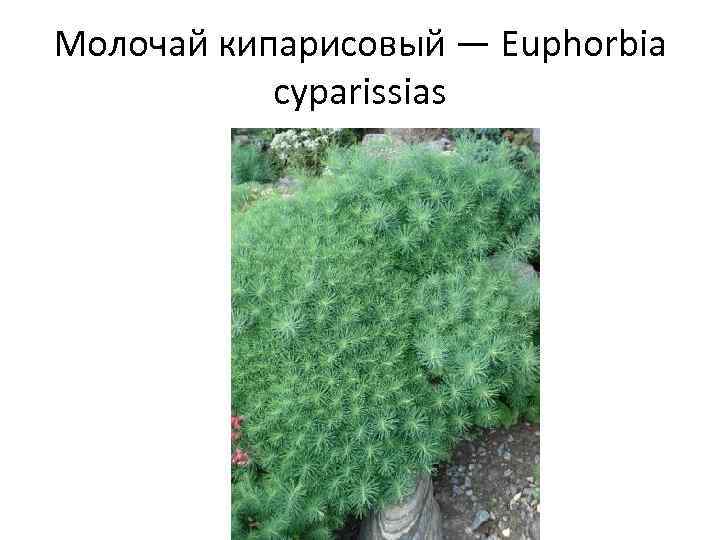 Молочай кипарисовый — Euphorbia cyparissias 