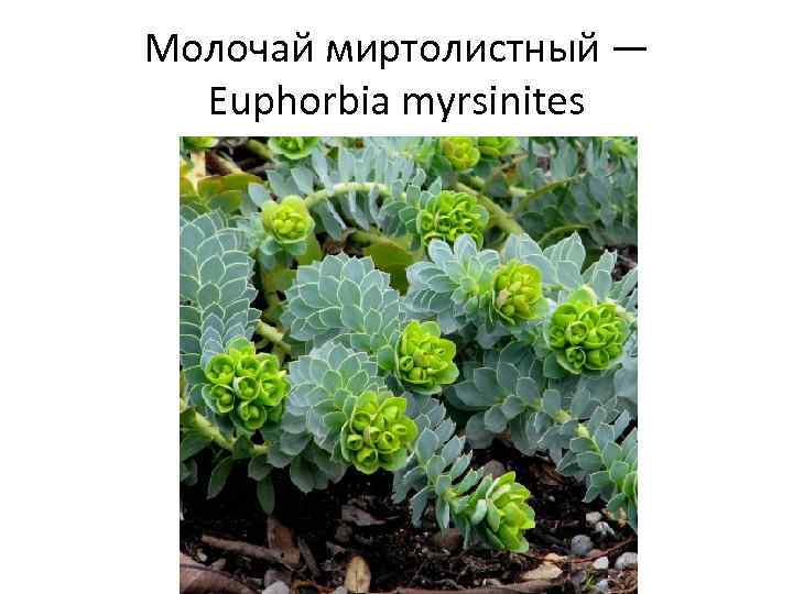 Молочай миртолистный — Euphorbia myrsinites 