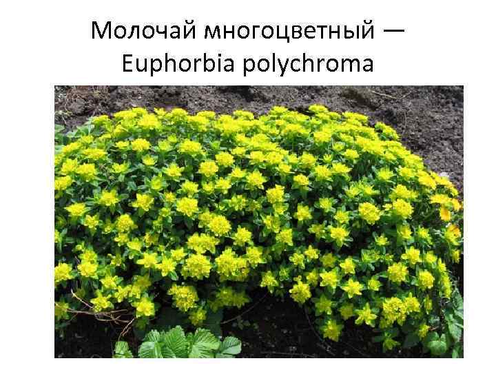 Молочай многоцветный — Euphorbia polychroma 