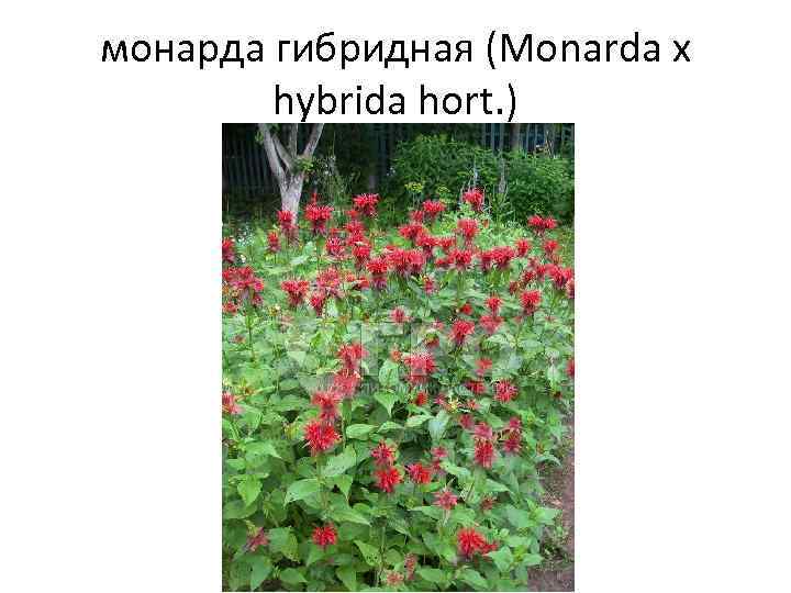 монарда гибридная (Monarda х hybrida hort. ) 