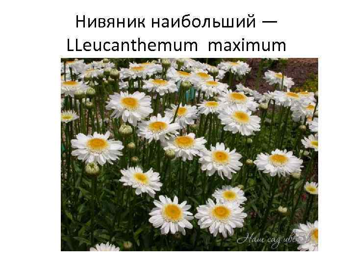 Нивяник наибольший — LLeucanthemum maximum 