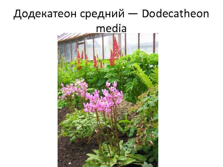 Додекатеон средний — Dodecatheon media 