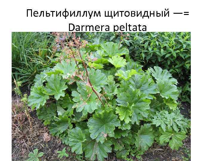 Пельтифиллум щитовидный —= Darmera peltata 