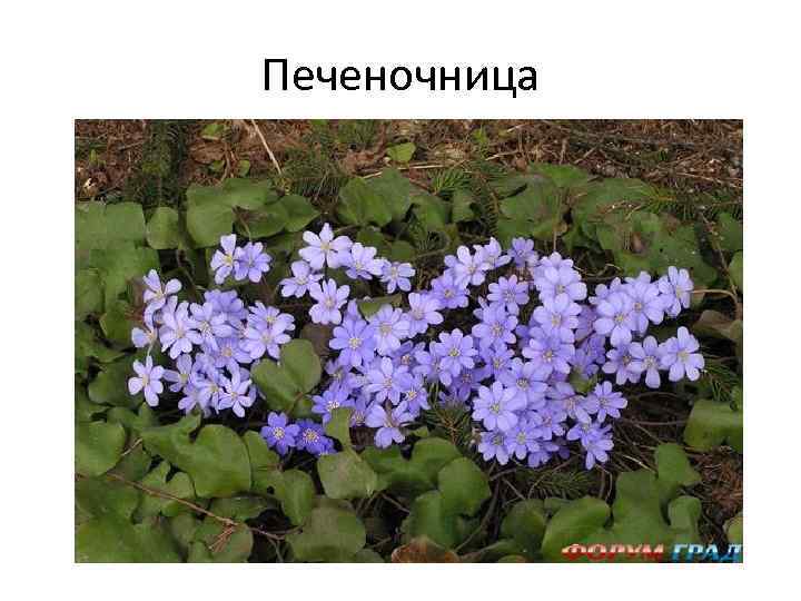 Печеночница 