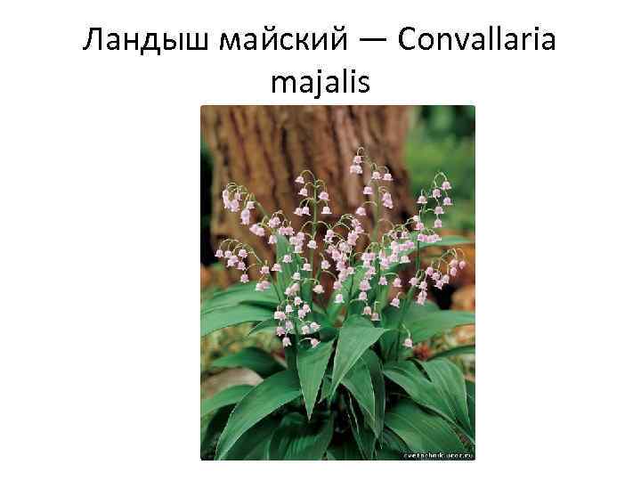 Ландыш майский — Convallaria majalis 