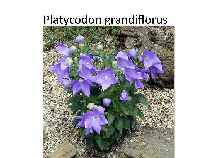 Platycodon grandiflorus 