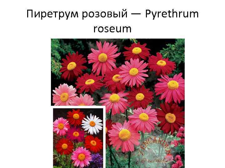 Пиретрум розовый — Pyrethrum roseum 