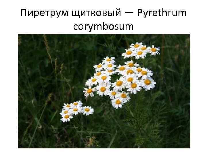 Пиретрум щитковый — Pyrethrum corymbosum 