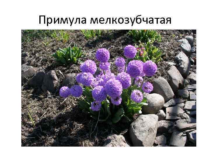 Примула мелкозубчатая 