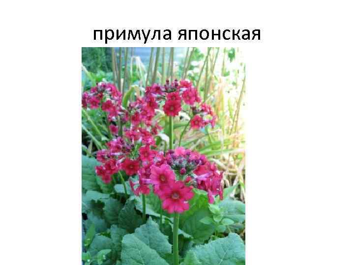 примула японская 