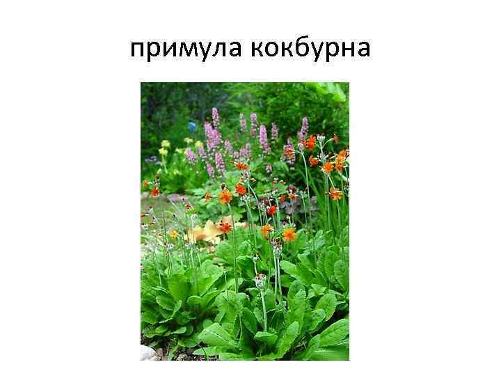 примула кокбурна 