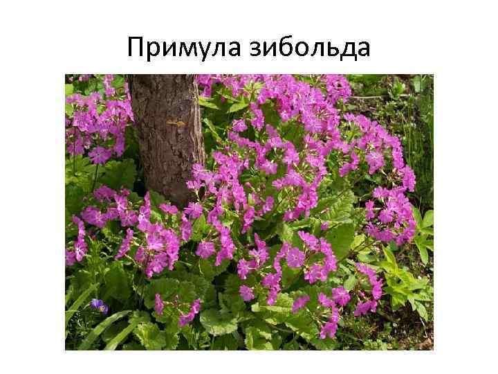 Примула зибольда 