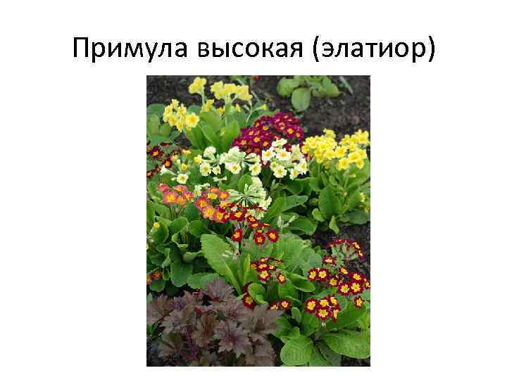 Примула высокая (элатиор) 