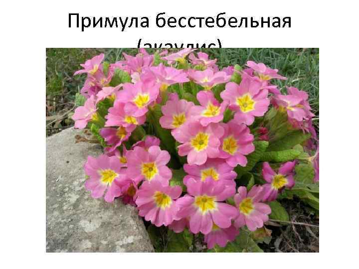 Примула бесстебельная (акаулис) 