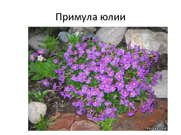 Примула юлии 