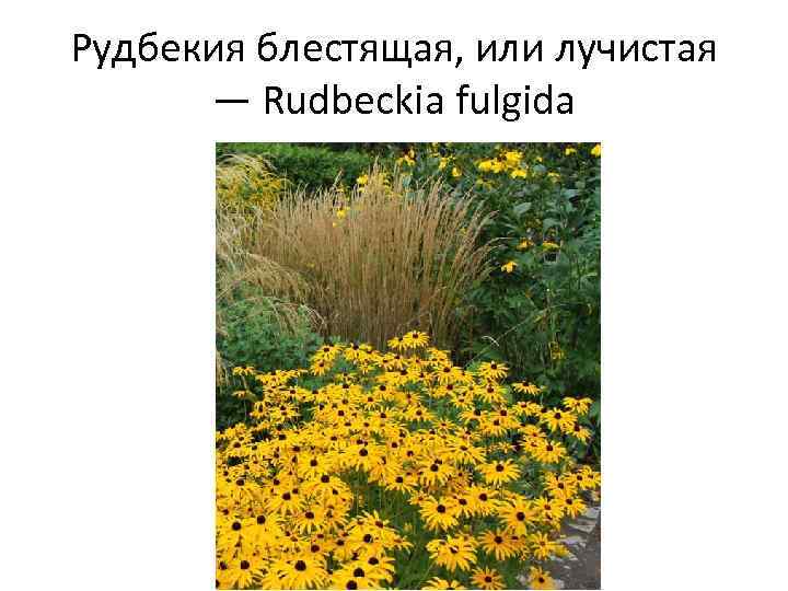 Рудбекия блестящая, или лучистая — Rudbeckia fulgida 