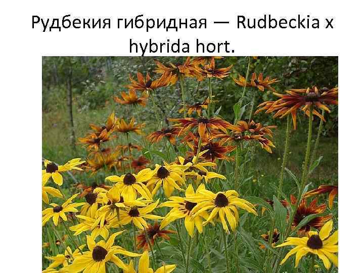 Рудбекия гибридная — Rudbeckia x hybrida hort. 