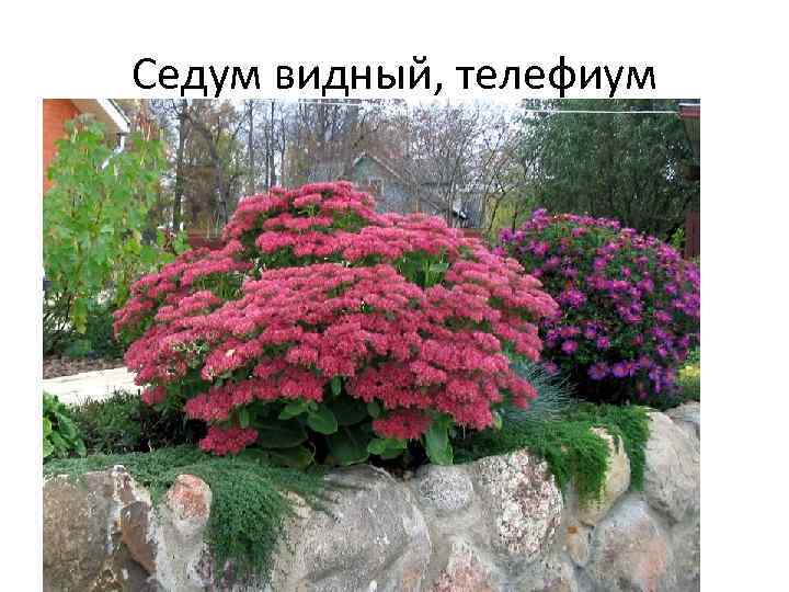 Седум видный, телефиум 