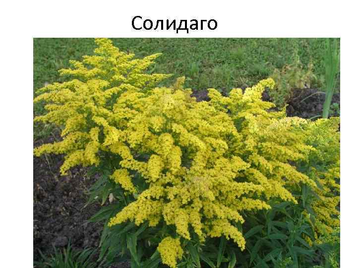 Солидаго 