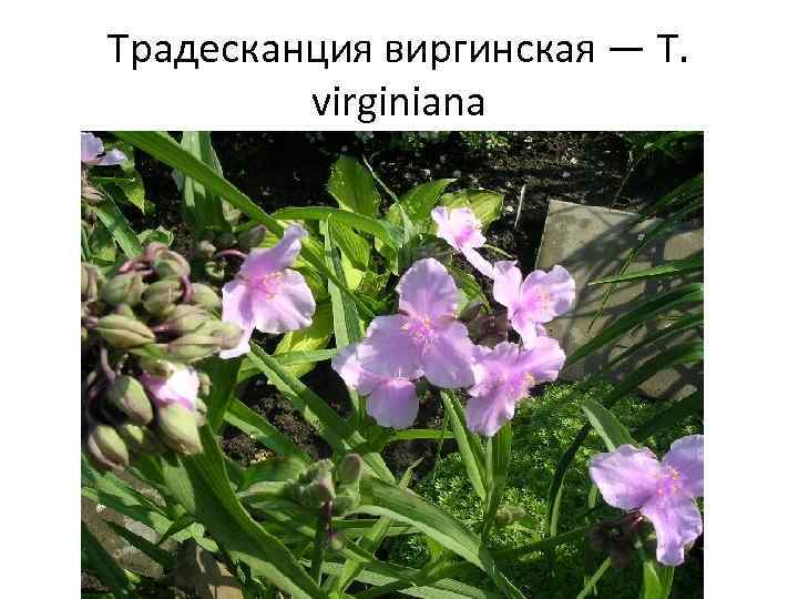 Традесканция виргинская — Т. virginiana 