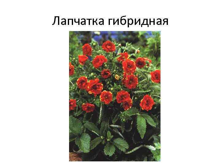 Лапчатка гибридная 