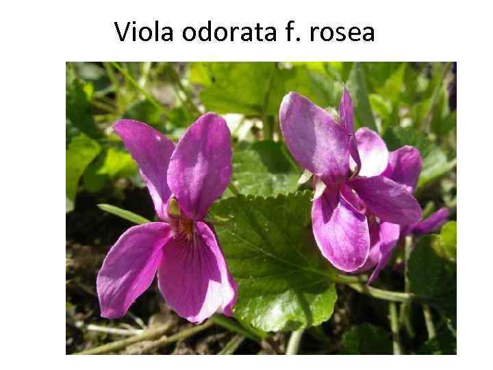Viola odorata f. rosea 