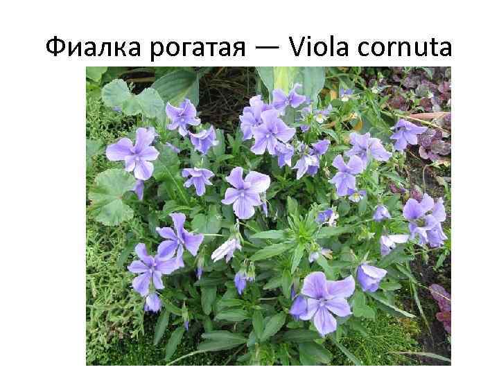Фиалка рогатая — Viola cornuta 
