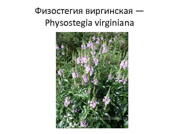 Физостегия виргинская — Physostegia virginiana 