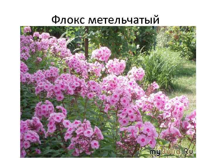 Флокс метельчатый 