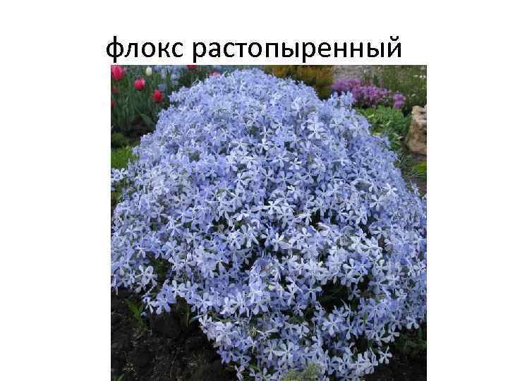 флокс растопыренный 