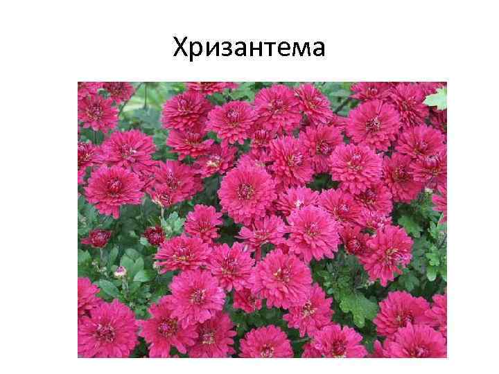 Хризантема 