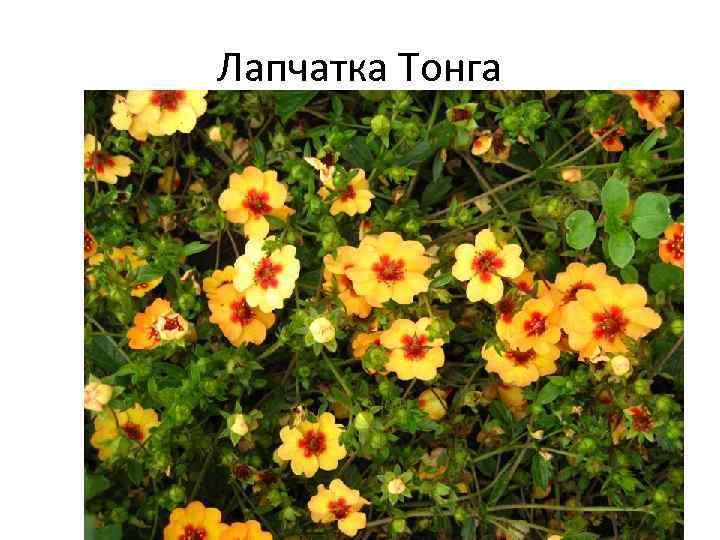 Лапчатка Тонга 