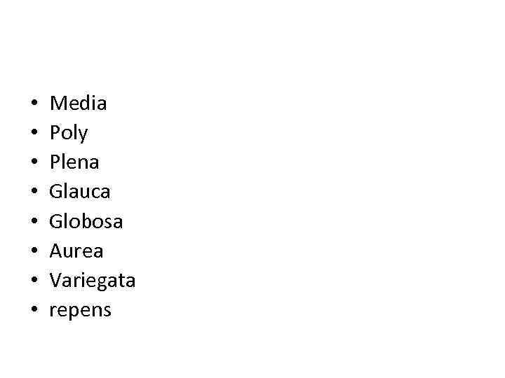  • • Media Poly Plena Glauca Globosa Aurea Variegata repens 