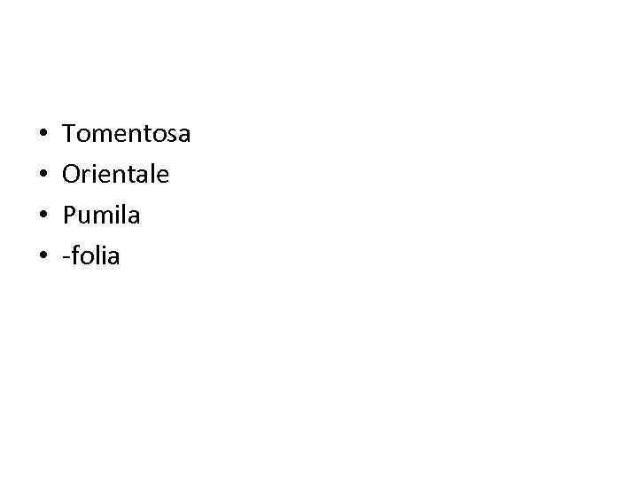  • • Tomentosa Orientale Pumila -folia 