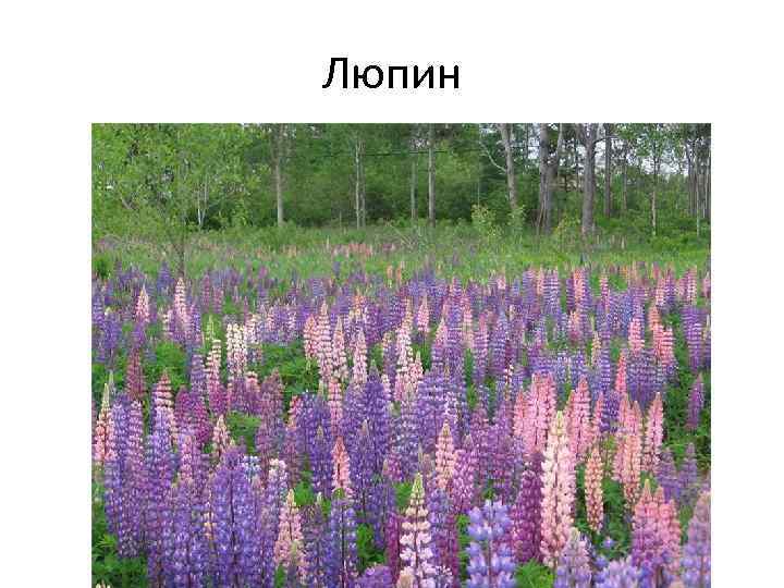 Люпин 