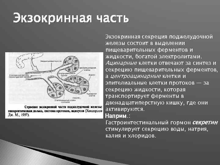 Экзокринная часть Экзокринная секреция поджелудочной железы состоит в выделении пищеварительных ферментов и жидкости, богатой