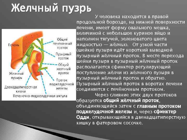 Желчный пузрь У человека находится в правой продольной борозде, на нижней поверхности печени, имеет