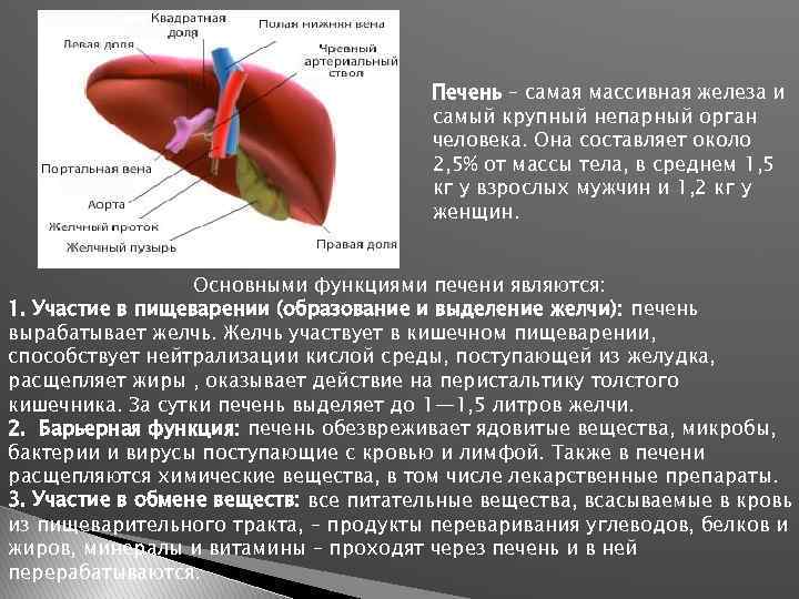 Печень – самая массивная железа и самый крупный непарный орган человека. Она составляет около
